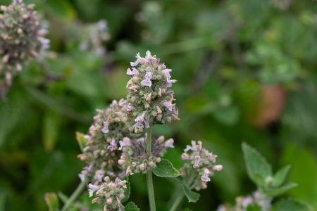 Catnip (lat. Nepeta cataria) - medicinal plant blooms on a Sunny spring day. Catnip, lemon mint - The plant contains up to 3 essential oil, which gives it a strong, distinctive ("lemon") smell that attracts cats.の写真素材