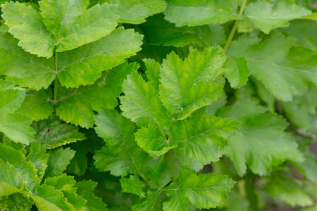 Young green leaves of the Parsnip plant or Pastinaca sativa. a plant of the umbrella family (Celery)...