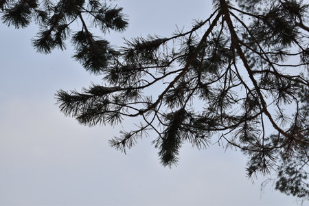 winter sky through the pine trees.