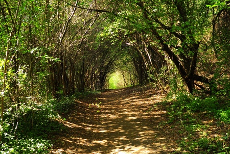 Fairy-tale sunny alley in the woodの写真素材