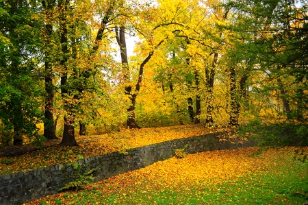 Autumn park with yellow foliageの写真素材