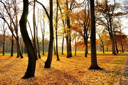 Autumn park with yellow and red foliage and benchesの写真素材