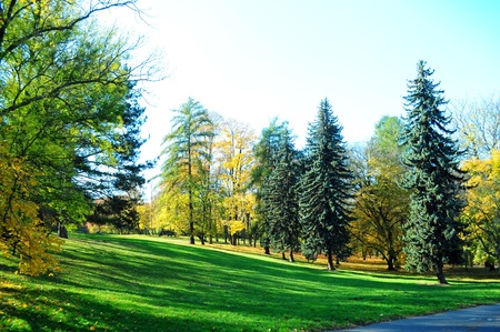 Autumn park with yellow foliageの写真素材