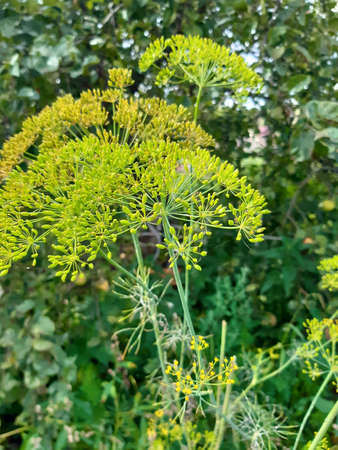 dill plant ripe with seeds