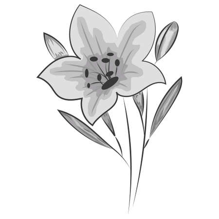 Flower drawing with line-art on white backgrounds.のイラスト素材