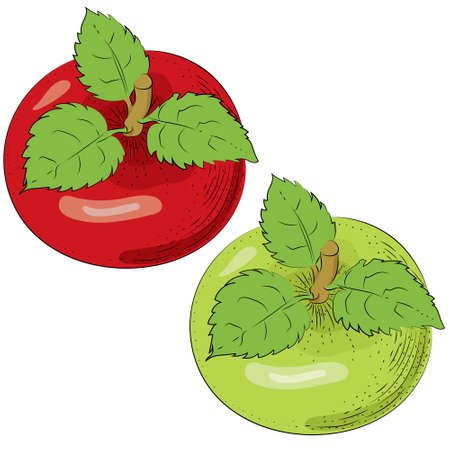 Apples vector isolated. Whole apples. Red green fruits hand drawn illustrationのイラスト素材
