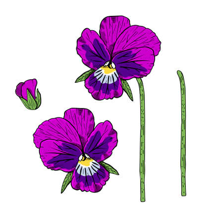 Hand drawn pansy flowers clipart.のイラスト素材