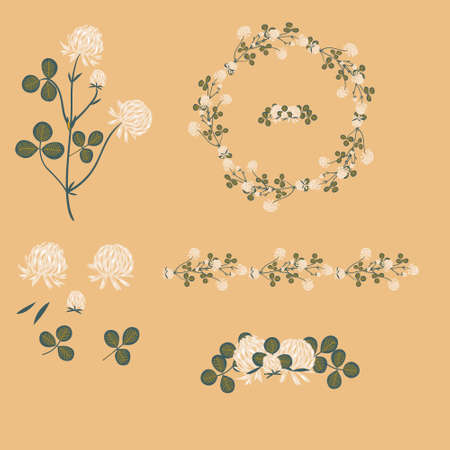 White clover. Wild meadow flower clipart isolated. Decorative botanical flat vector illustration.のイラスト素材