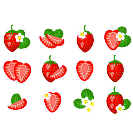 Set of fresh bright exotic whole, half strawberries and flowers isolated on white background. Vector illustration for any design.のイラスト素材