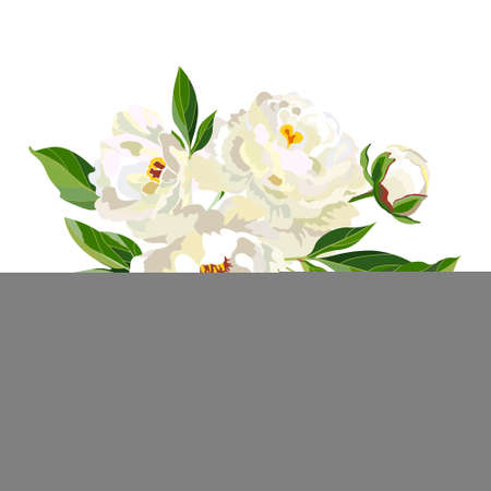 Bouquet of blooming white peonies.のイラスト素材