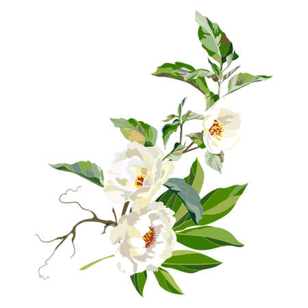 Bouquet of blooming white peonies.のイラスト素材