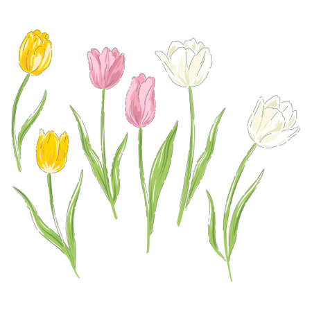 Tulips spring Easter flowersのイラスト素材