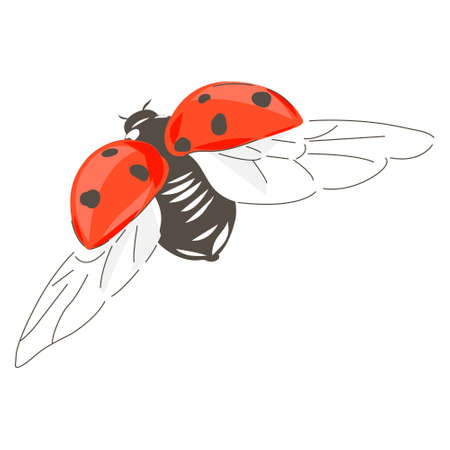 Ladybug insect hand drawn vector illustrationのイラスト素材