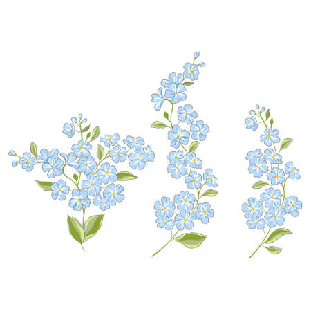 Forget-me-not flower hand drawn vector setのイラスト素材