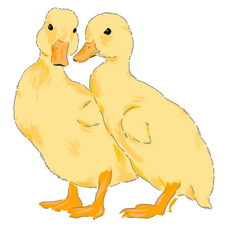 Duck hand drawn vector illustration set isolatedのイラスト素材