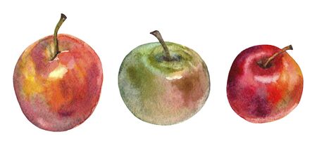 Set of fruits elements. Red and green apples. Watercolorの写真素材