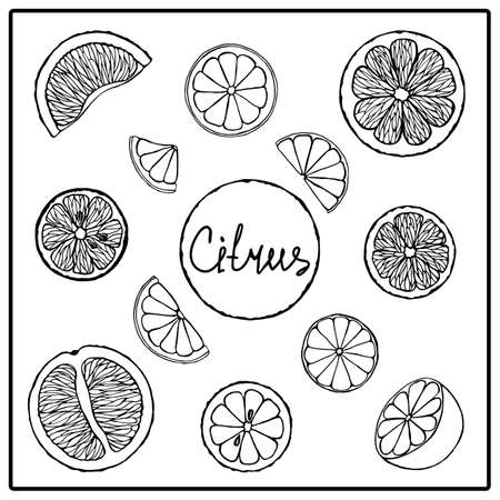 Fruit set vector isolated elements. Citruses, grapefruit, orange, lemon, lime.のイラスト素材