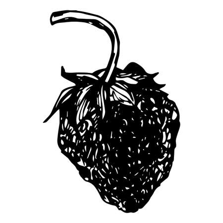 Vector isolated element, strawberry. Hand drawn doodle.のイラスト素材