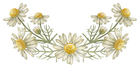 Isolated flower arrangement. A chamomile blossom. The print is used for packaging design, fabric. Watercolor illustration.の写真素材