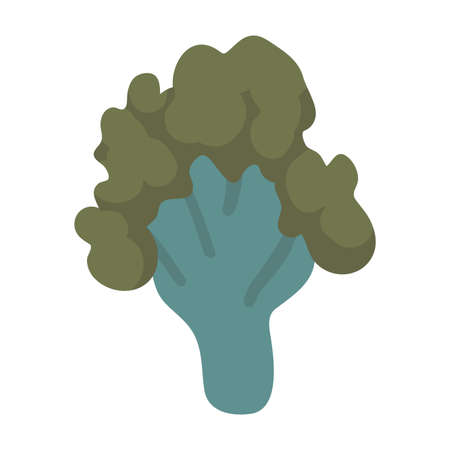 Vector isolated element. Illustration with broccoli. Vegetable. Color image on a white background. The print is used for packagingのイラスト素材