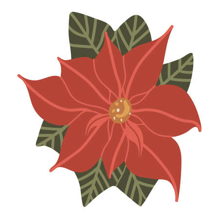 Vector isolated element. Poinsettia or Christmas star. Decoration for Christmas. Color image on a white background. The print is used for packaging design.のイラスト素材