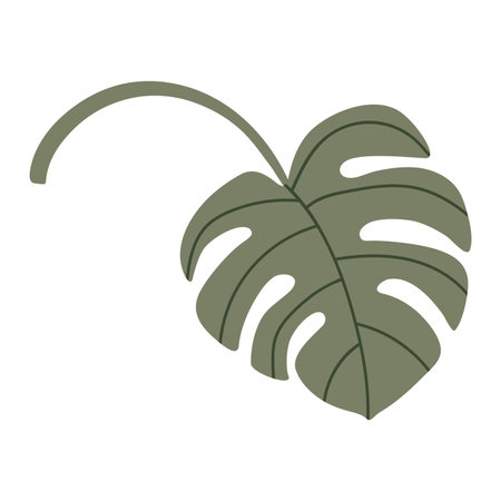 Vector isolated element. A leaf of monstera. Houseplant. Color image on a white background. The print is used for packaging design.のイラスト素材