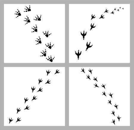 Animal footprint track set. Dinosaur foot print trail vector black shapeのイラスト素材