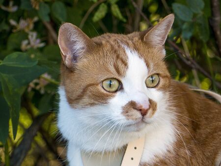 A curious cat enjoying summer day outdoorsの写真素材
