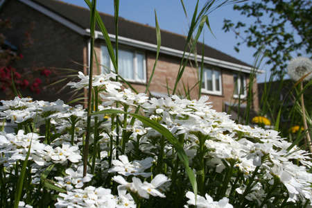 Feeling of summer, flowers and the blue sky.の写真素材