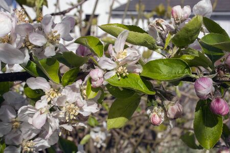 Blossoming apple tree flowers in spring in Walesの写真素材