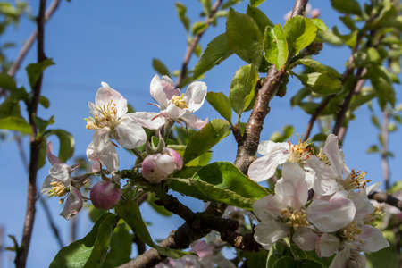 Spring blue sky and blooming apple treeの写真素材
