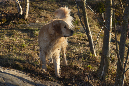 The dog puffing in nature having some funの写真素材