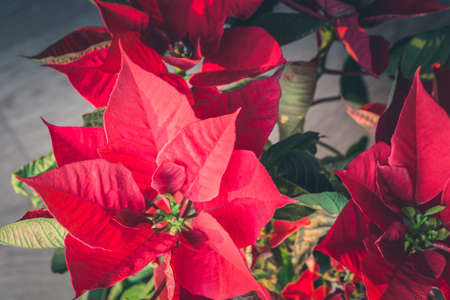 Red poinsettia indoors next to the window in the sunshineの写真素材