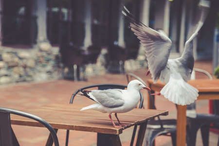 Two seagulls at the outdoor street cafe table with black chairsの写真素材