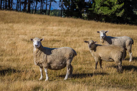 Three sheep on the paddock field in New Zealand. Farm animals.の写真素材