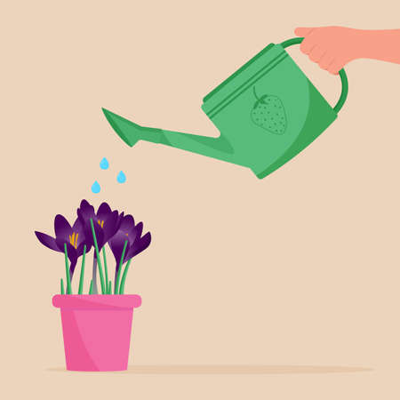 Hand holding watering can. Watering home plant in potのイラスト素材