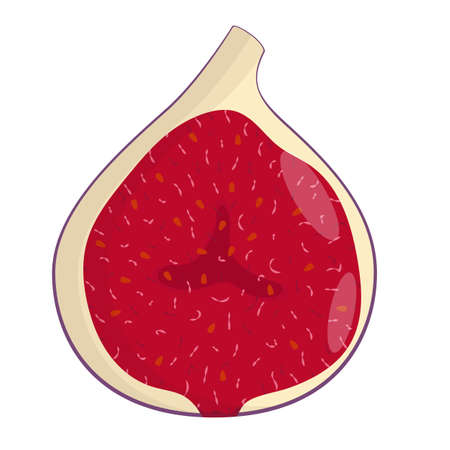 Half of fig isolated on white background. Flat vector illustrationのイラスト素材