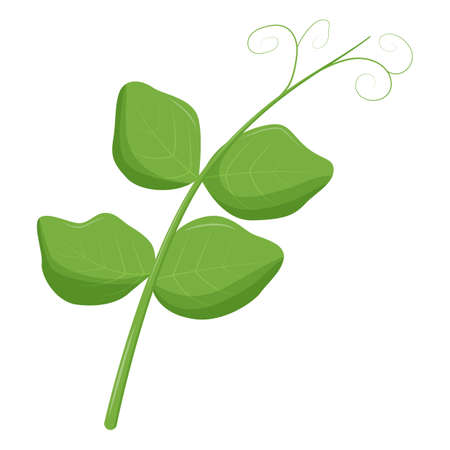 Cute green pea leaf isolated on white background. Vegetarian food. flat vector illustrationのイラスト素材