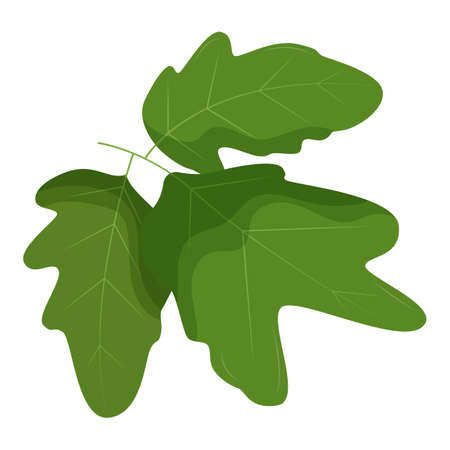 Tomato leaf isolated on white background. Flat vector illustrationのイラスト素材