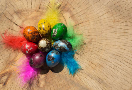 Bright colored Easter quail eggs and multicolored feathers for decoration, painted with rainbow...