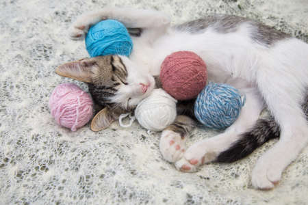 cute gray - white kitten sleeps sweetly on a soft fluffy blanket. Around him are balls of...