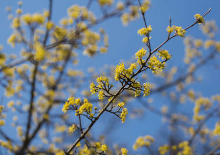 Flowering dogwood branches, yellow small flowers against a blue sky. Spring season. Sunny day. Spring joyの写真素材