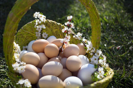 Many white and beige chicken and goose fresh eggs in a green basket standing on the grass. Organic...