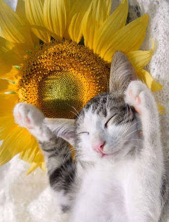 cute gray - white kitten with raised paws sleeps sweetly on a large yellow sunflower flower. Cozy life of pets, tenderness, dreamsの写真素材