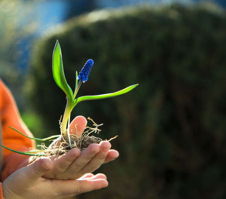 children's hands hold a spring blooming Muscari blue flower with a bulb and roots in bright...