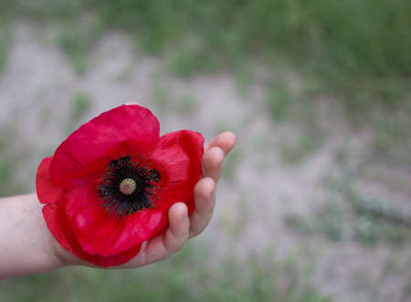 flower of red wild poppy on a child's hand. a symbol of memory of the soldiers who died in the war. copy space. Victory Day.の写真素材