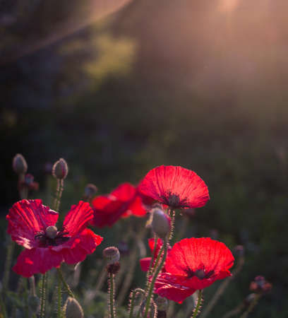 wild poppy flowers on a dark background in the light of the setting sun. a symbol of memory of the soldiers who died in the war. copy space. Victory Dayの写真素材