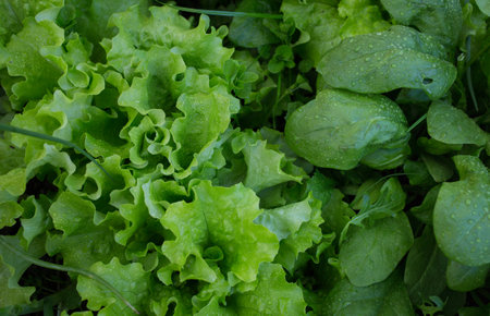 Onions, spinach, lettuce. Fresh nutritious vitamin greens in the garden beds. Organic farming. Salad ingredients. After the rain. Selective focus. Close up.の写真素材