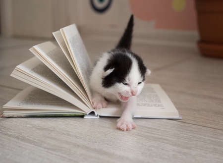 black and white newborn kitten walks on the open book and meows. An inquisitive and curious feline kid. Hunger for knowledge. Kids education conceptの写真素材