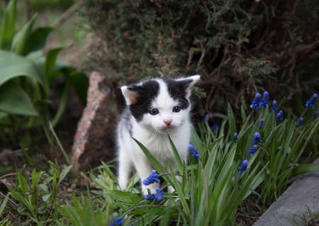 Black and white domestic kitten outdoors. Little cat in nature. Cat's childhood, beautiful cards, harmony of natureの写真素材